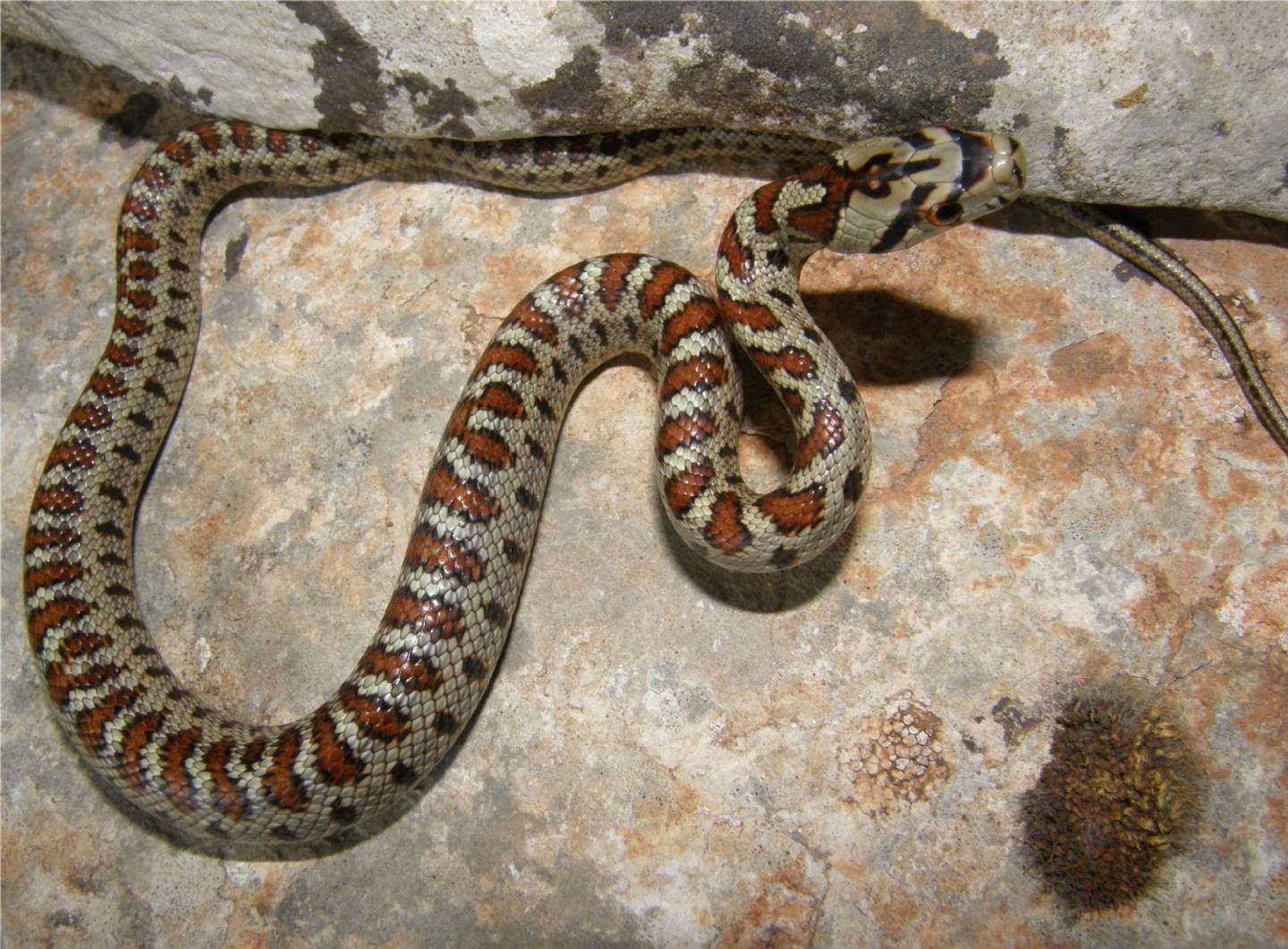 Il gioiello di Natale (Zamenis situla)